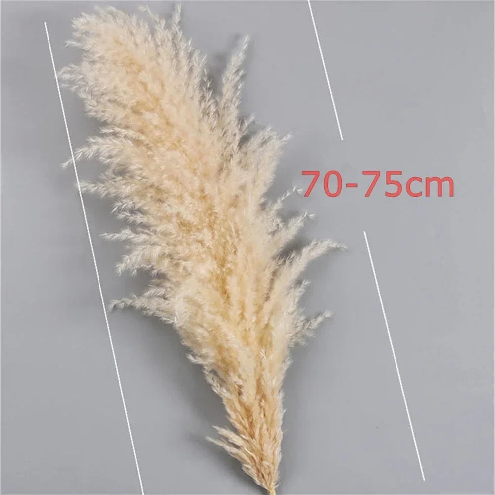 Natural Pampas Grass Stems