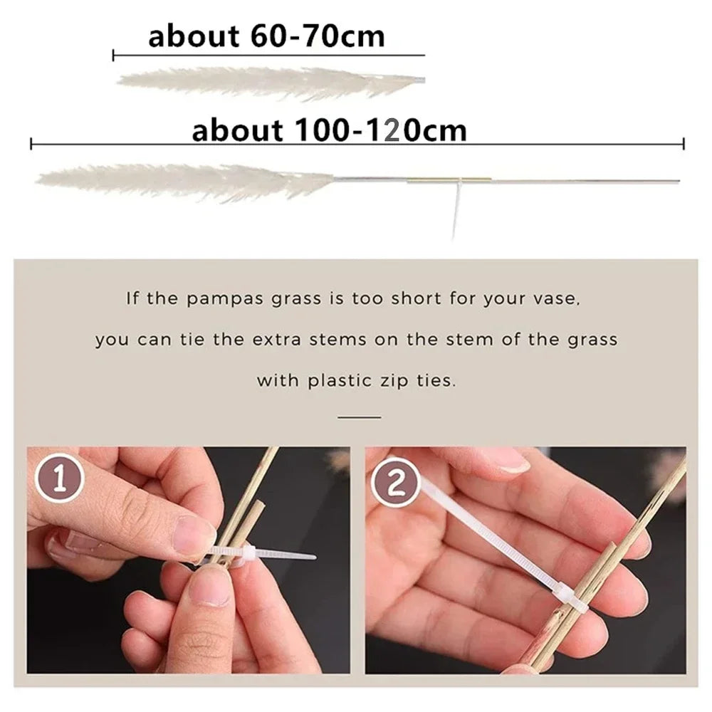Natural Pampas Grass Stems