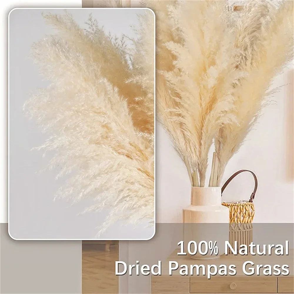 Natural Pampas Grass Stems