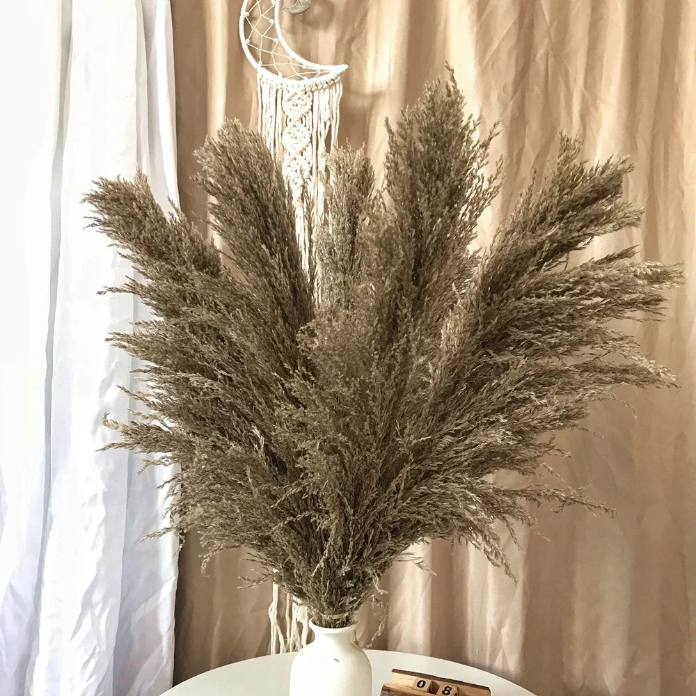 Natural Pampas Grass Stems