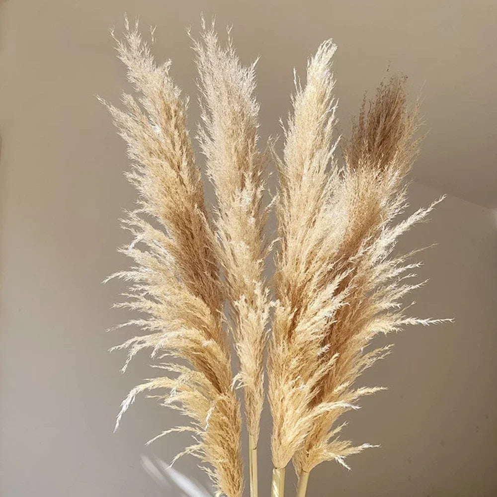 Natural Pampas Grass Stems