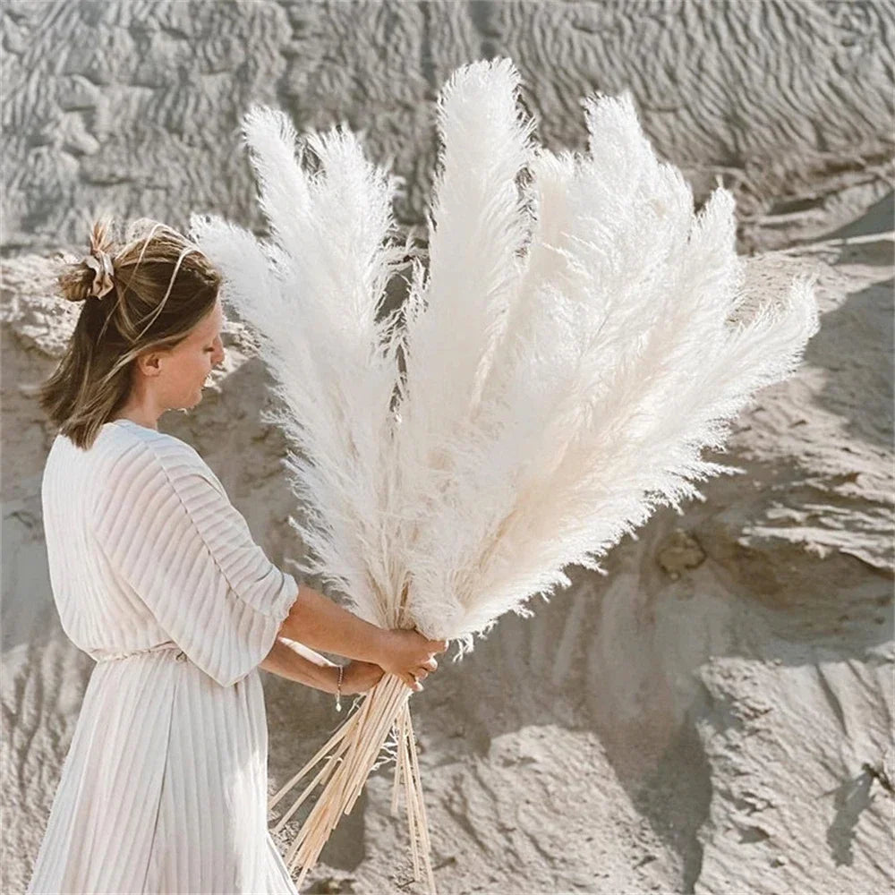 Natural Pampas Grass Stems