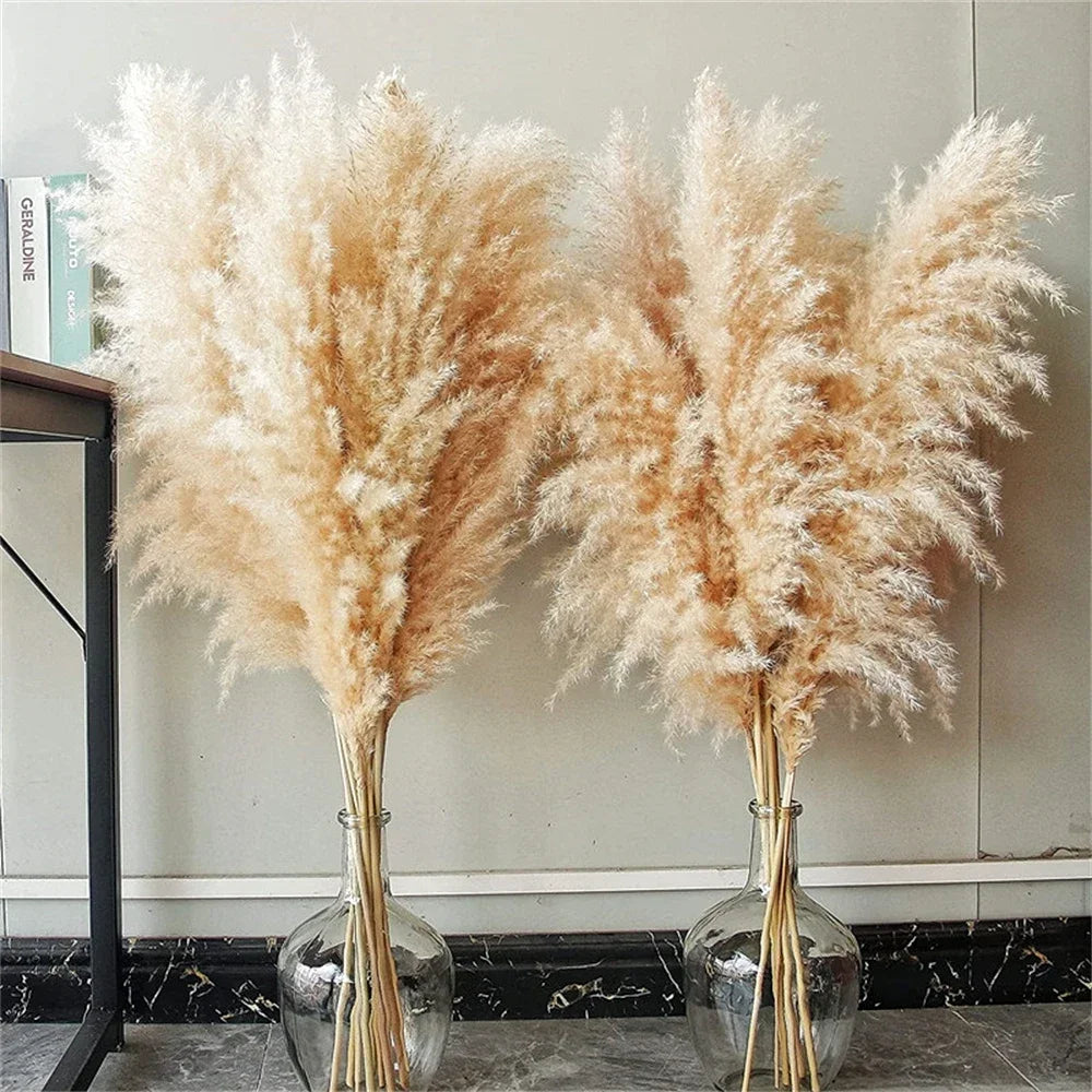 Natural Pampas Grass Stems